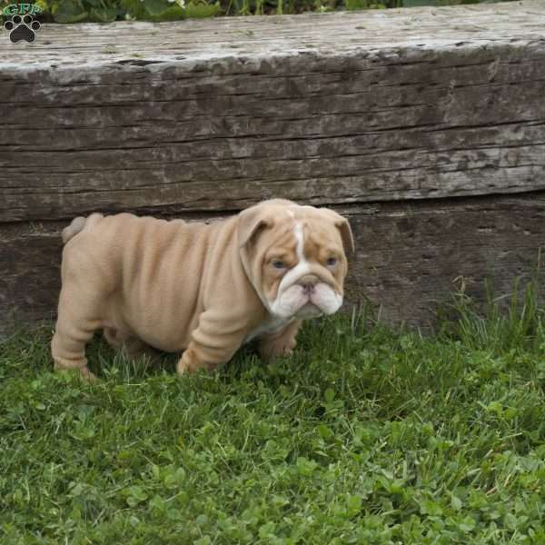 Leah, English Bulldog Puppy